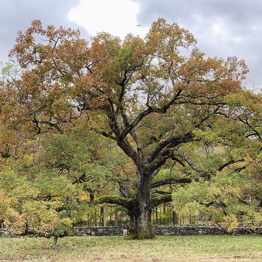 Oaks excel at supporting the food web (including us). Arbor Day's a good time to plant one